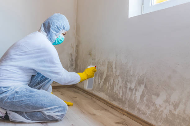 Licensed Mold Remediation service in Northumberland, PA - WQB Mold Removal